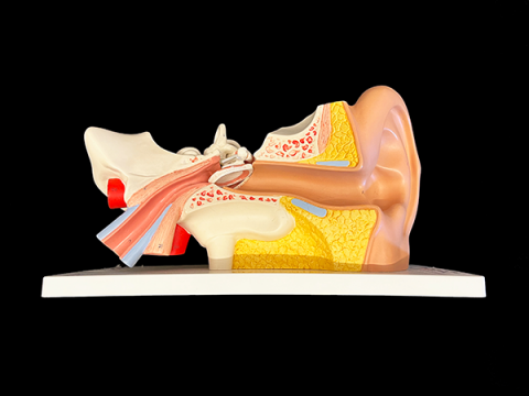 Enlarged color model of outer, middle, and inner ear