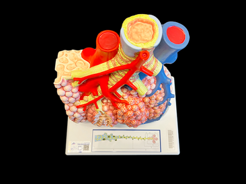 Color model of pulmonary lobule with surrounding vessels