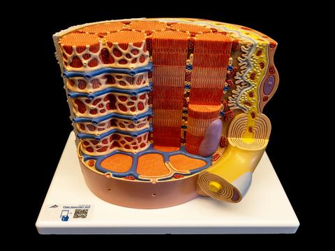 Enlarged model of skeletal muscle fiber