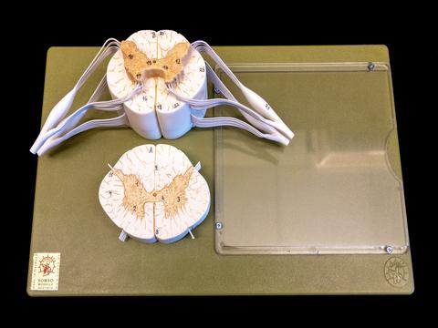 cross section of enlarged section of spinal cord